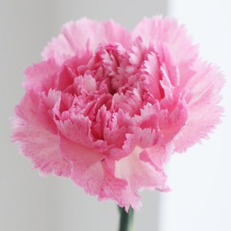 【08直前】輸入カーネーション　ピンクピクセル(ピンク絞り)