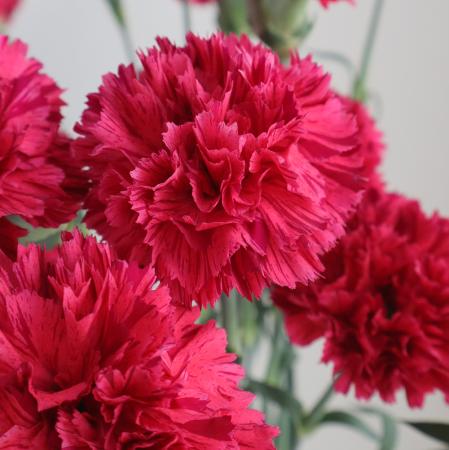 【08直前!!】カーネーション　チェリージュビリー(ダークピンク絞り系)小ぶり50cm愛知県