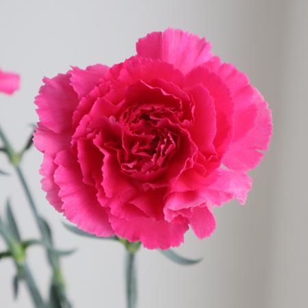 【生花】国産カーネーション 　チェリーダマスカス(濃いピンク) 藤花園【FJ】