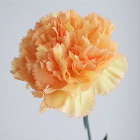 【生花】国産カーネーション　ミュンヘン(オレンジ)5-60cm程　度藤花園【FJ】