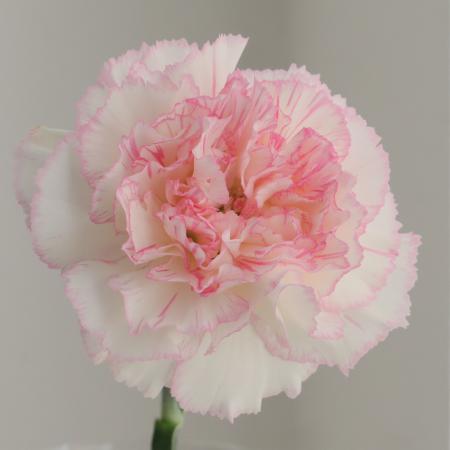 【生花】国産カーネーション　チャペル(白/ふちピンク)　5-60cm程度　藤花園【FJ】