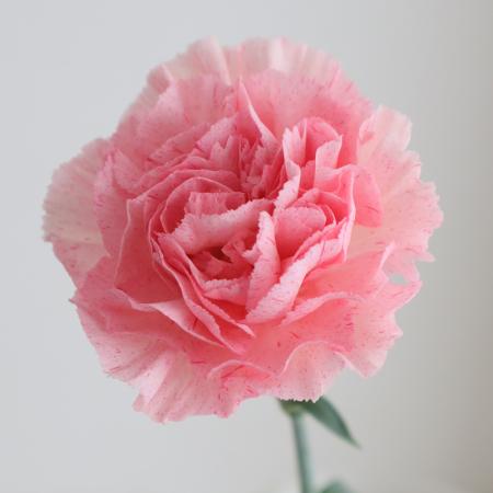 【生花】国産カーネーション　ラモイラフィエスタ(ピンク絞り)5-60cm程度　藤花園【FJ】