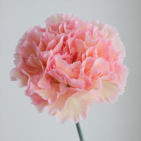 【生花】国産カーネーション　ソルベ(ピンク黄)藤花園