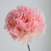 生花】国産カーネーション ソルベ(ピンク黄)藤花園【FJ】 - 花材通販は