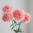 【生花】国産カーネーション　ソルベ(ピンク黄)藤花園