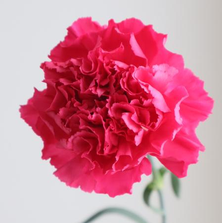 【生花】国産カーネーション　リリッシュ(ローズピンク)藤花園