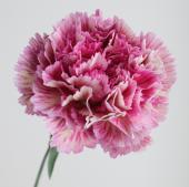 【直前!】【生花】国産カーネーション　レディネオン（複色パープル系）5-60cm程度　藤花園★【FJ】