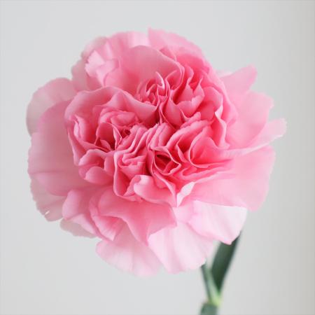 【生花】国産カーネーション　ロマンティック(ピンク)5-60cm程度　藤花園【FJ】
