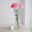 【生花】国産カーネーション　ロマンティック(ピンク)5-60cm程度　藤花園【FJ】