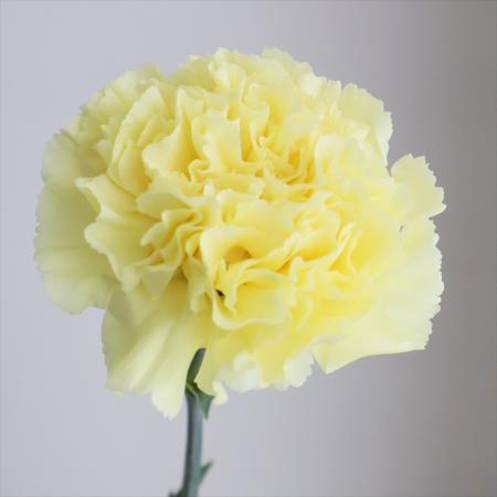 【生花】国産カーネーション　ジョエル(黄) 5-60cm程藤花園【FJ】
