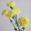 【生花】国産カーネーション　ジョエル(黄) 5-60cm程藤花園【FJ】