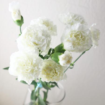 【生花】国産SPカーネーション　ベイラなど(白)5-60cm程度藤花園【FJ】