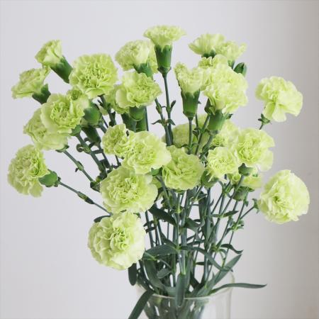 【生花】国産SPカーネーション　クラシオン(グリーン)5-60cm程度クラシオンなど 藤花園【FJ】