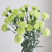 【生花】国産SPカーネーション　クラシオン（グリーン）5-60cm程度クラシオンなど 藤花園【FJ】