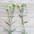 【生花】国産SPカーネーション　クラシオン(グリーン)5-60cm程度クラシオンなど 藤花園【FJ】