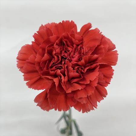 【直前!!!】国産カーネーション　ミスファビュラス(テラコッタ系)