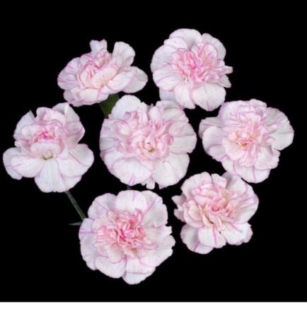 【生花】SPカーネ　ダイフク(白/ピンク覆輪) コロンビア産　【OR-89】