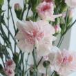 【生花】SPカーネ　ダイフク(白/ピンク覆輪) コロンビア産　【OR-89】