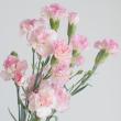 【生花】SPカーネ　ダイフク、メリッサなど(白/ピンク覆輪) コロンビア産【OR-89】