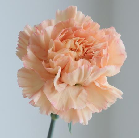 【08直前!!】国産カーネーション 　ペシモンミナミ(淡オレンジ系)60CM