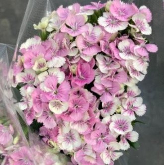 【08直前】ヒゲナデシコ　ジョルトマジック(ピンク白)長野県小林さん　60cmSP