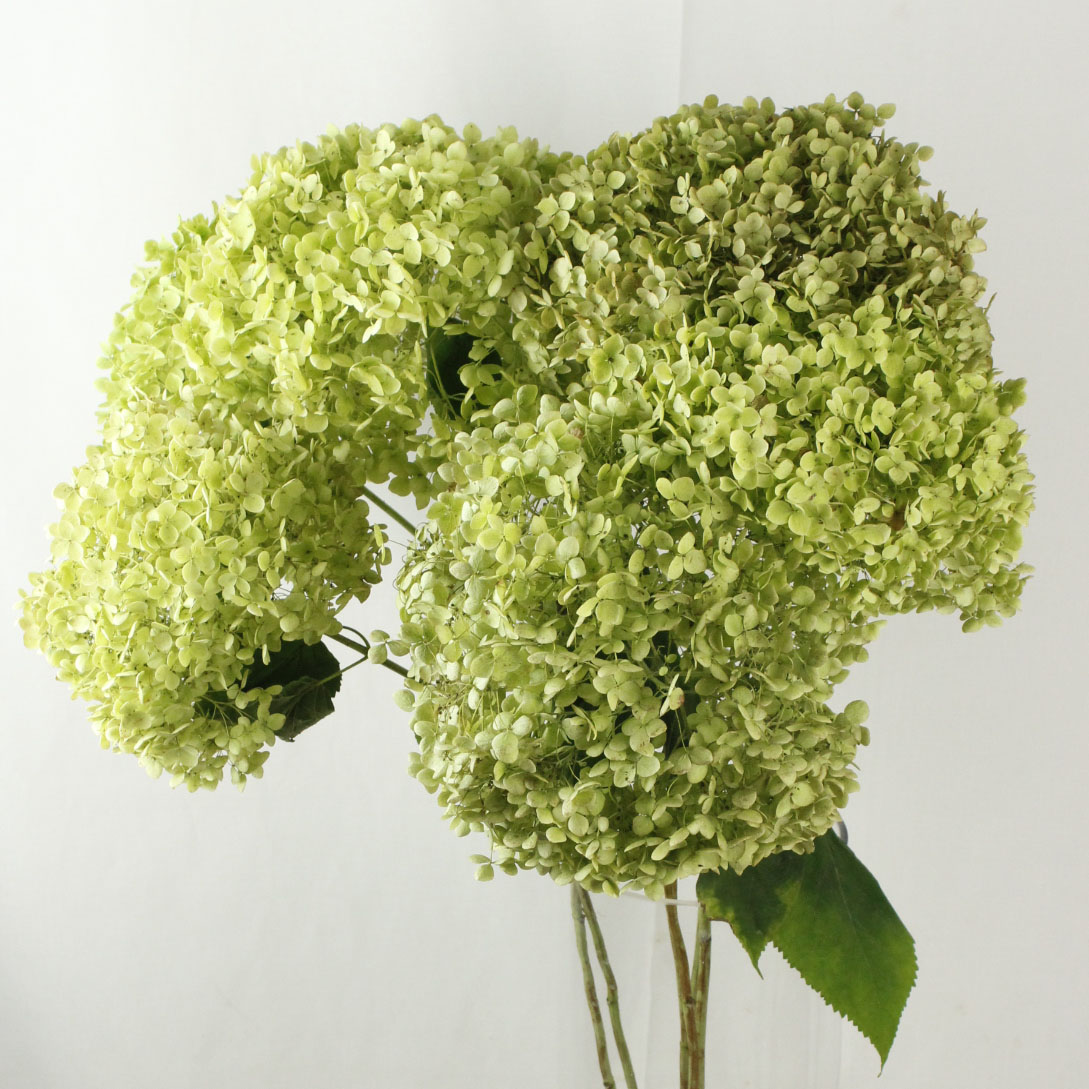 生花 アジサイ グリーンアナベル 花径30cm程度 Ot 北海道北空知 通販 はなどんやアソシエ 生花 アジサイ グリーンアナベル 花径30cm程度 Ot 北海道北空知 通販 はなどんやアソシエ