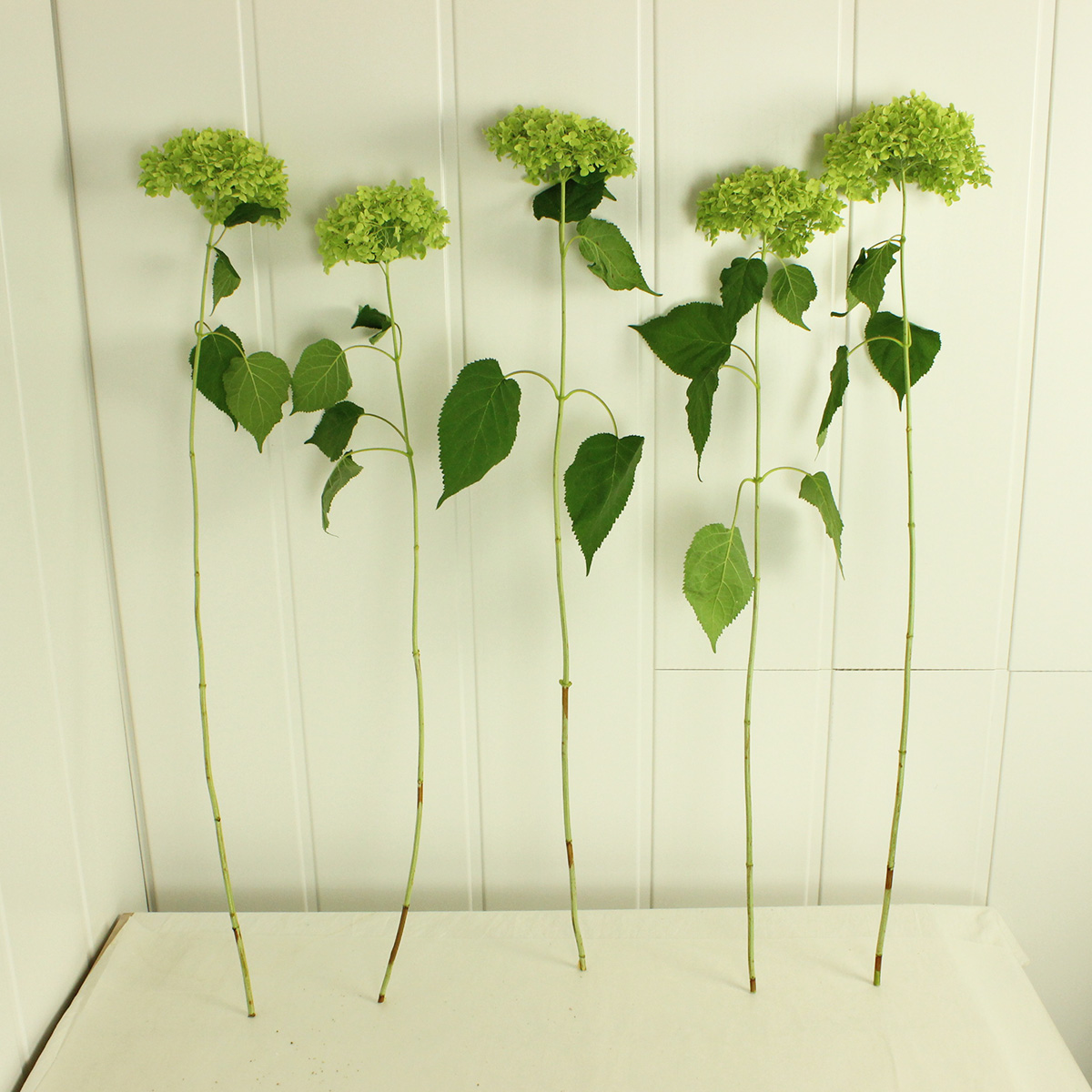 直前 アジサイ グリーンアナベル 花径cm程度 北海道北空知 生花 通販 はなどんやアソシエ