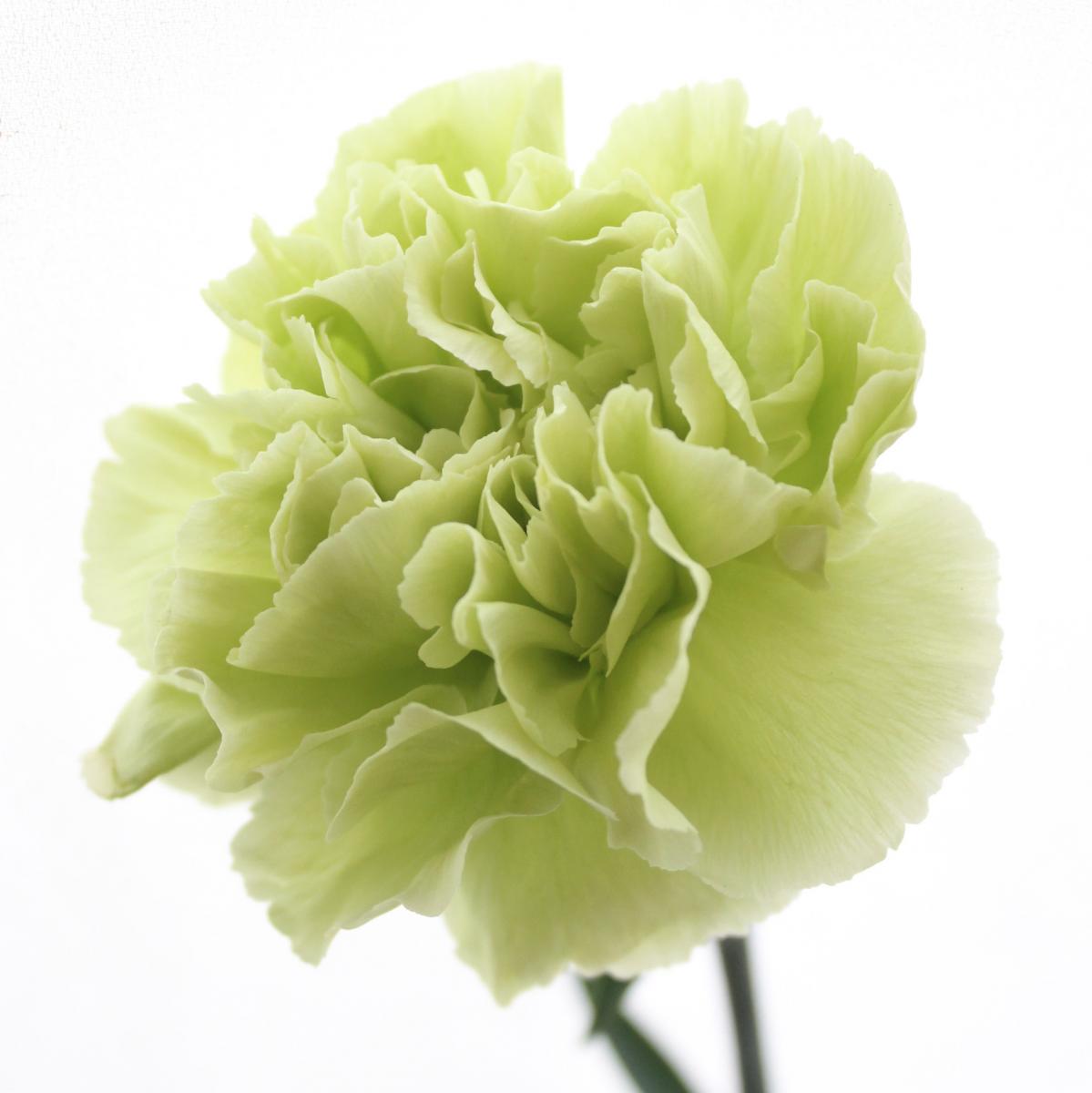 【生花】母の日☆国産カーネーション(グリーン)※届日限定4/30〜5/13 花材通販はなどんやアソシエ