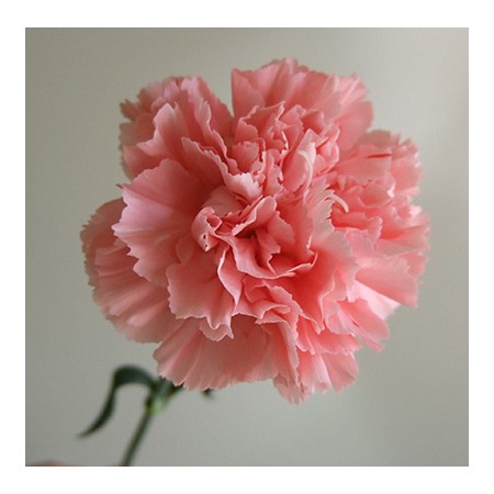 生花 母の日 国産カーネーション ライトピンク マーロなど 届日限定4 30 5 13 通販 はなどんやアソシエ