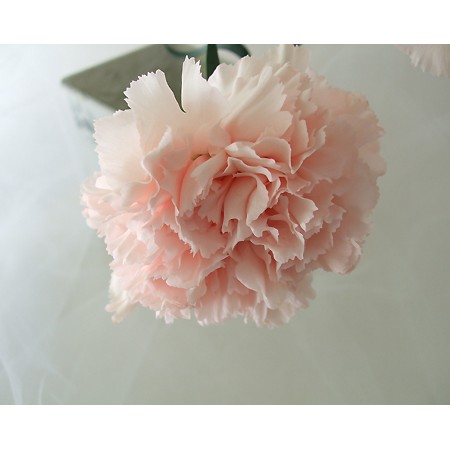 生花 母の日 国産カーネーション ライトピンク マーロなど 届日限定4 30 5 13 通販 はなどんやアソシエ