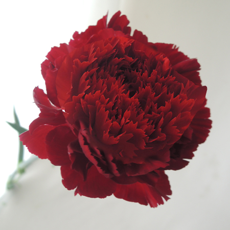 生花】母の日☆国産カーネーション(ワインレッド)※届日限定:4/30