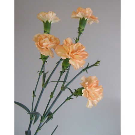 生花】母の日週間価格:SPカーネ(淡いオレンジ) - 花材通販はなどんや