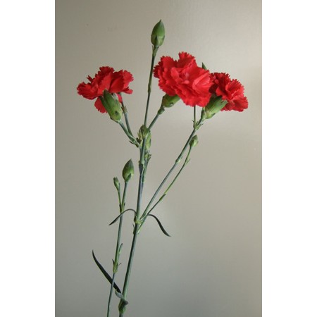 【生花】母の日☆国産SPカーネ〔赤〕10本売り