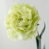 生花】母の日☆カーネーション〔グリーン〕ゴブリンなど ※輸入または