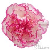 カーネーション 白とピンクの花 N直前】カーネーション〔白×ピンク〕コマチなど コロンビア産 ☆小
