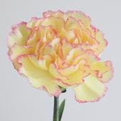 生花】母の日☆コロンビア産輸入カーネ フィエスタコマチ(黄色×ふち
