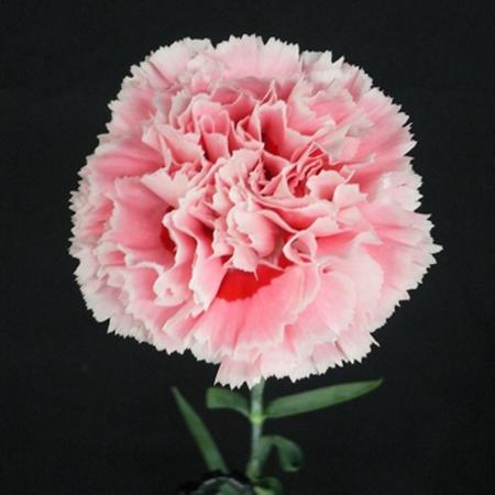 【生花】母の日☆カーネーション　ノビオスイートピンク コロンビア産