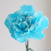青いカーネーション　ホワイト 生花】国産カーネーション ライトブルー ※染め水色・【早締切-75