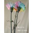 【生花】国産レインボーカーネ(ビビッド)>5/9・10届日限定【5本売り】早締切