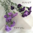 【生花】SPカーネ　ムーンダスト・アクアマリン(淡い紫)※予約1週間前【CR】