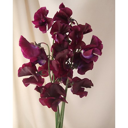 直前0216 スイトピー 濃い紫 式部 ネイビーブルーなど 通販 はなどんやアソシエ 直前0216 スイトピー 濃い紫 式部 ネイビーブルーなど 通販 はなどんやアソシエ