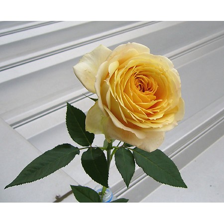 直前 バラ キャラメルアンティーク アプリコット オレンジ系 山形 40cm 生花 通販 はなどんやアソシエ 直前 バラ キャラメルアンティーク アプリコット オレンジ系 山形 40cm 生花 通販 はなどんやアソシエ