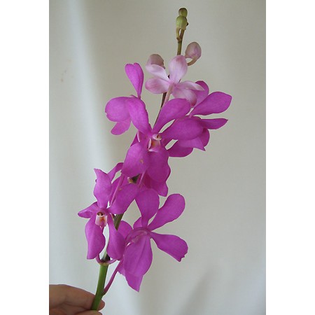 生花 モカラ カリプソ ピンク キット用 通販 はなどんやアソシエ