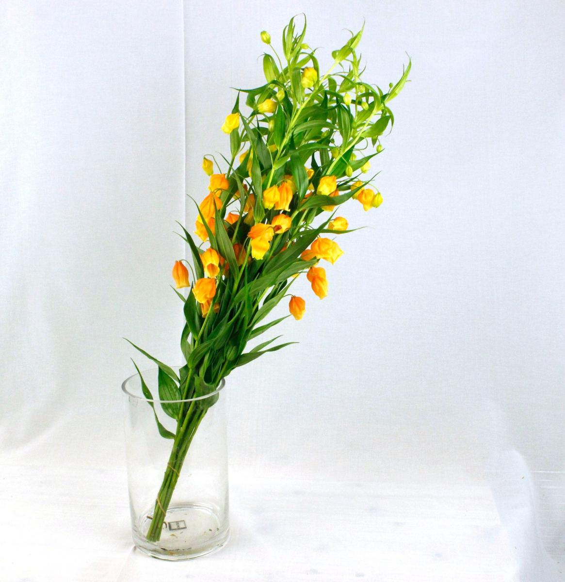 生花 サンダーソニア 40cm 通販 はなどんやアソシエ 生花 サンダーソニア 40cm 通販 はなどんやアソシエ