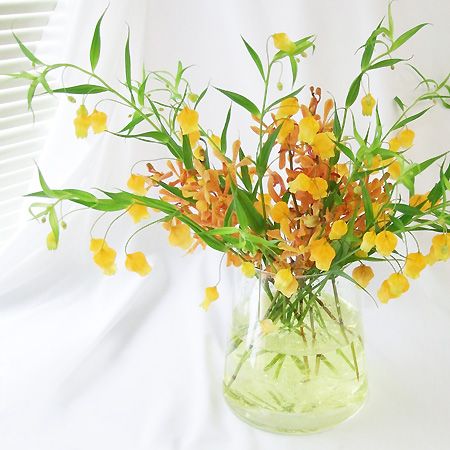 生花 サンダーソニア 40cm 通販 はなどんやアソシエ 生花 サンダーソニア 40cm 通販 はなどんやアソシエ