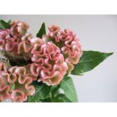 ぶーばる　ケイトウ ぶーばる ケイトウ ぶーばる ケイトウ ケイトウ交配の後代、再び