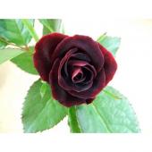 直前!】バラ ブラックビューティ(光沢のある黒赤)40cm 小ぶりの品種