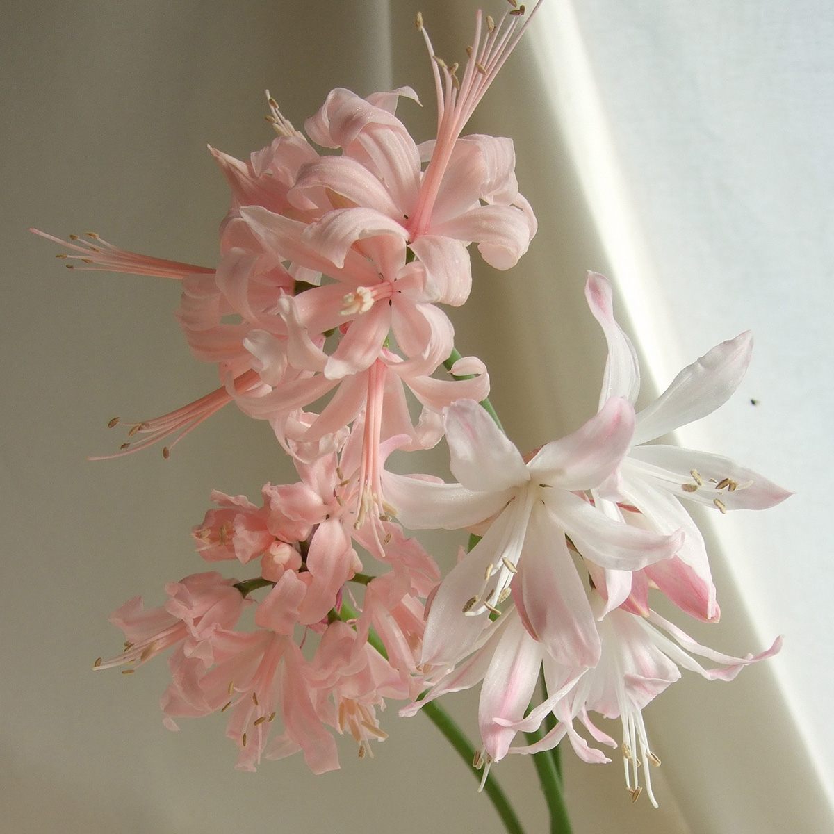 直前 ダイヤモンドリリー ピンク 赤系ミックス 25cm 生花 通販 はなどんやアソシエ 直前 ダイヤモンドリリー ピンク 赤系ミックス 25cm 生花 通販 はなどんやアソシエ