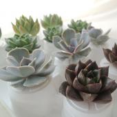 生花/即納】多肉植物エケベリア(ミックス)5cm程度 - 花材通販は