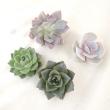 【生花/即納】多肉植物エケベリア(ミックス)5cm程度
